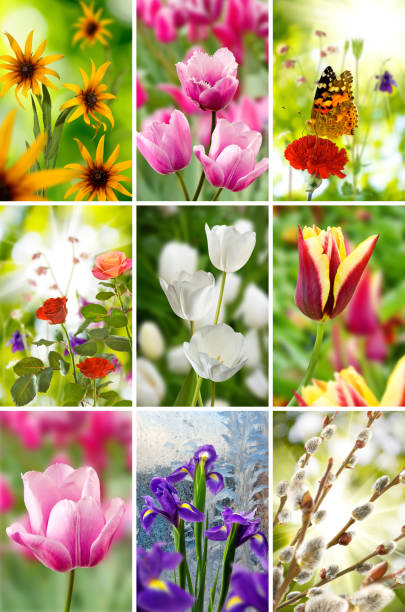 istock beautiful flowers closeup 852738360