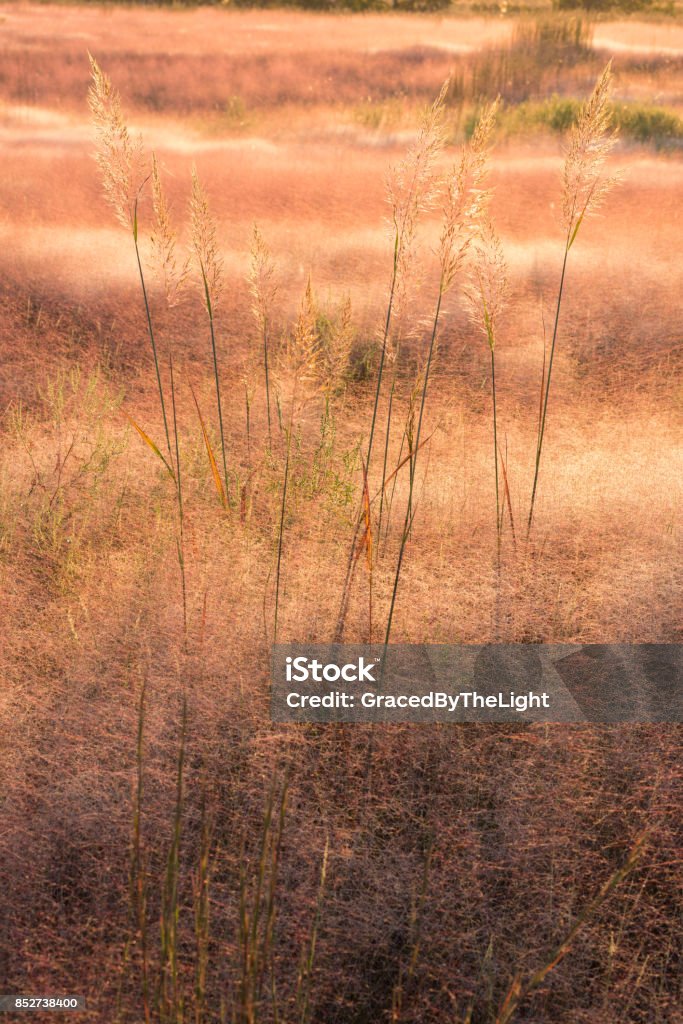 Indian Grass (Sorghastrum nutans) in a Sea of Muhly Grass (Muhlenbergia asperifolia), #2, Oklahoma This Indian Grass was photographed, at sunrise, amidst a sea of Muhly Grass. Back Lit Stock Photo