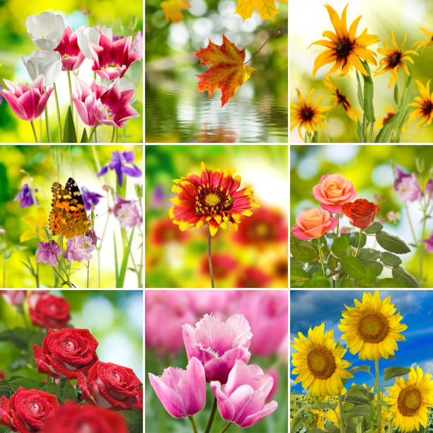 istock beautiful flowers closeup 852738420