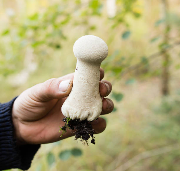 istock fresh edible mushroom in hand in the forest 852738636