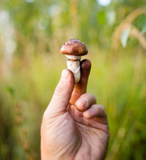 istock fresh edible mushroom in hand in the forest 852742580