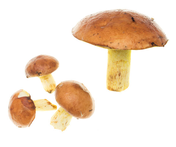 istock fresh edible mushroom on a white background 852743306