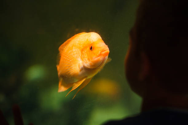 Little boy standing in front of huge aquarium.