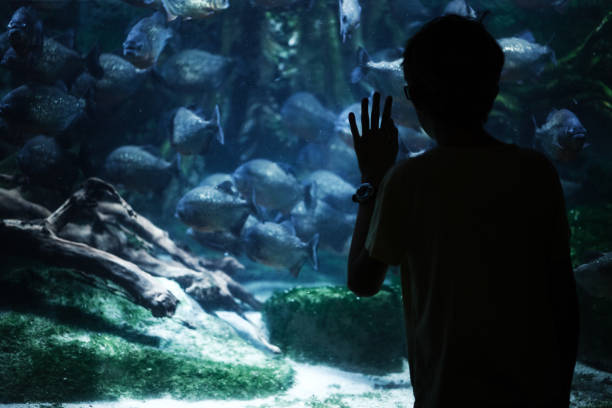 istock Curious boy in front of an aquarium 852743638