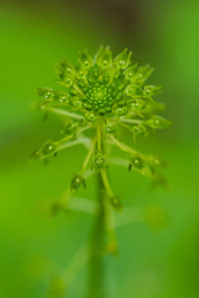 This Green Adder’s Mouth Orchid was photographed in southern Le Flore county, Oklahoma, in May.