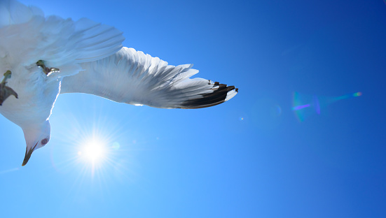 Seagull against blue sky, free as a bird