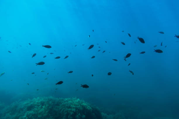 istock Black fish and sun rays in underwater. Wild life in sea 852753450