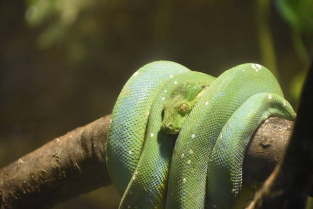 istock A green snake on a branch 852759088