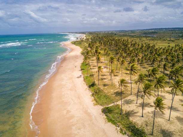 istock drone view on coastline with Palm beach in Bahia, Brazil 852765180