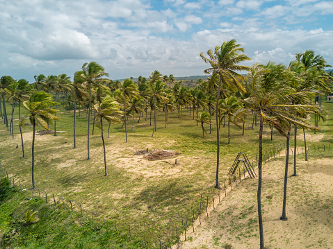drone view on coast with Palm trees in Bahia, Brazil