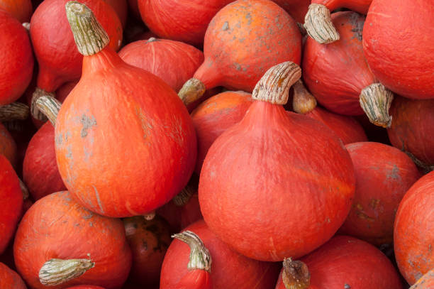 istock group of pumpkins for halloween 852790584