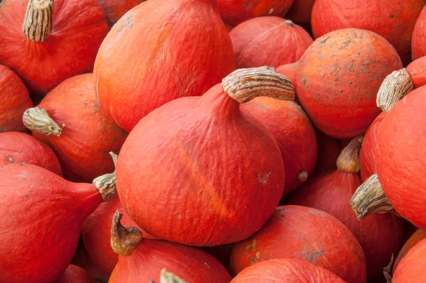 istock group of pumpkins for halloween 852790586