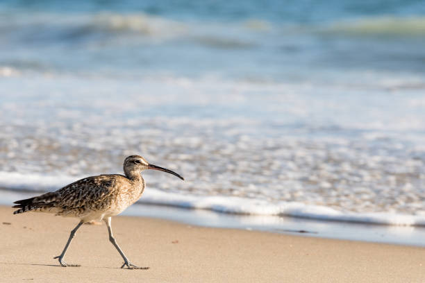 Whimbrel, Shore Bird, Walking on the Beach, Close Up
