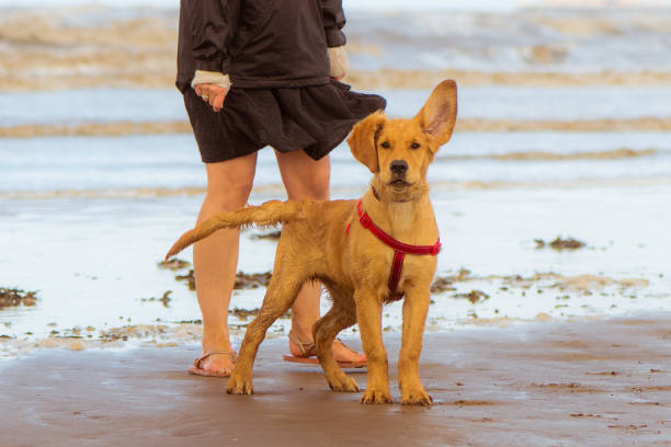 Four month old dog enjoying freedom by the seaside on the British coast