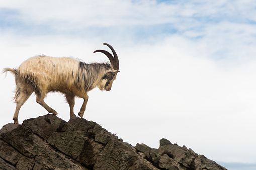Long-haired billy goat at Brean Down in Somerset, part of a wild herd