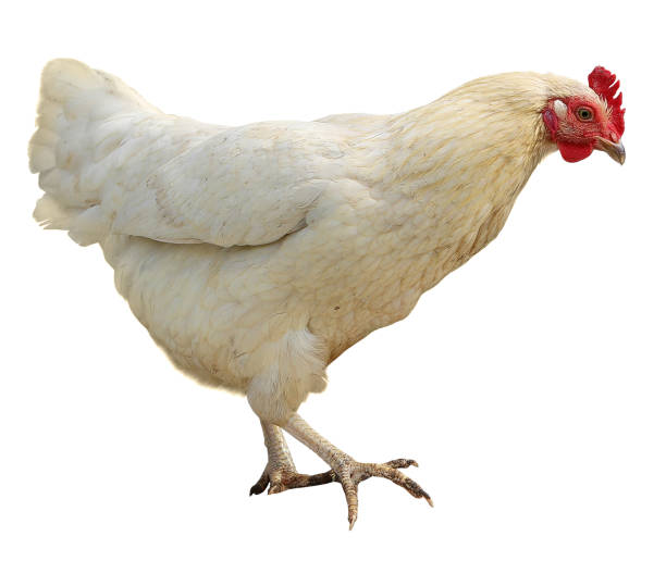 White hen isolated on white background stock photo