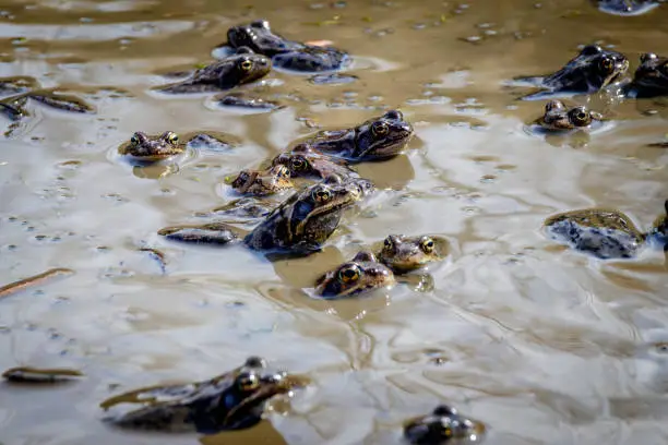 A mud pool full of frogs