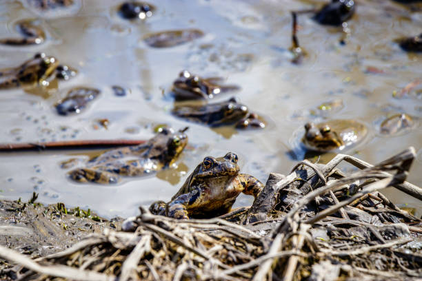 Frog pool A mud pool full of frogs kleinwalsertal stock pictures, royalty-free photos & images
