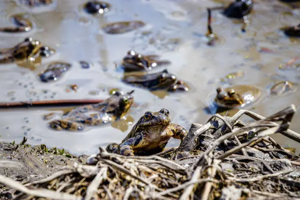 A mud pool full of frogs