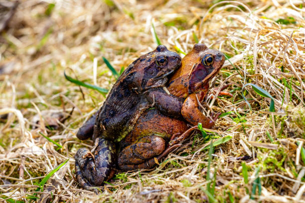 Two frogs breeding Two frogs breeding kleinwalsertal stock pictures, royalty-free photos & images