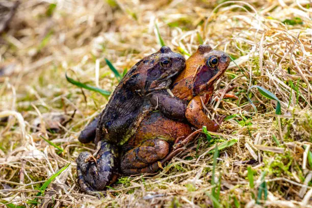 Two frogs breeding