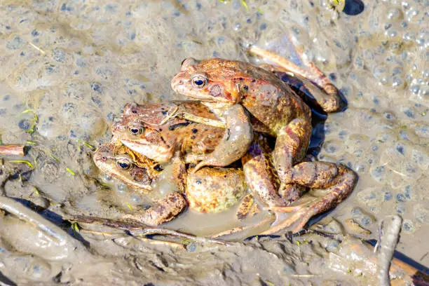 Three frogs breeding in a mud pool