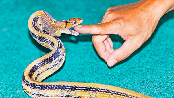 istock The snake Coelognathus radiatus biting a finger - selective focus 852827228