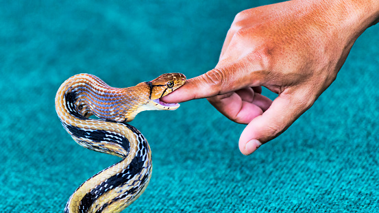 The snake Coelognathus radiatus biting a finger - selective focus