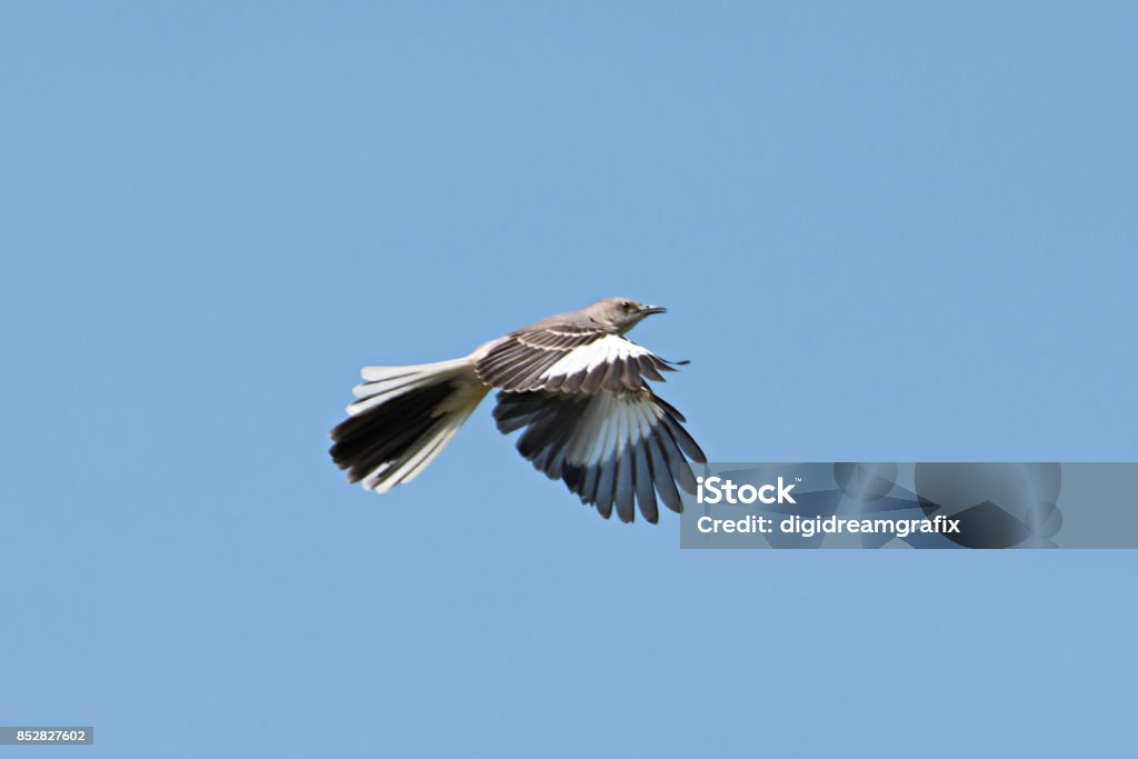 Northern Mocking Bird (Mimus polyglottos): flying Mockingbird Stock Photo