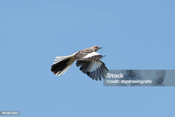 Northern Mocking Bird Flying Stock Photo - Download Image Now - Mockingbird, Flying, Animal