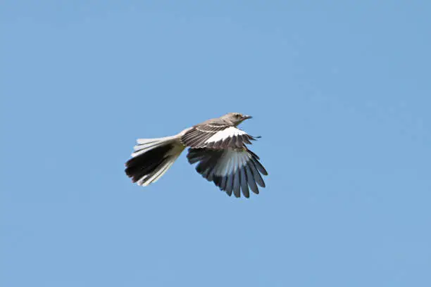 Photo of Northern Mocking Bird (Mimus polyglottos): flying