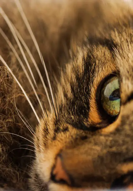 Close-up of one cats vibrant eye looking straight at camera.