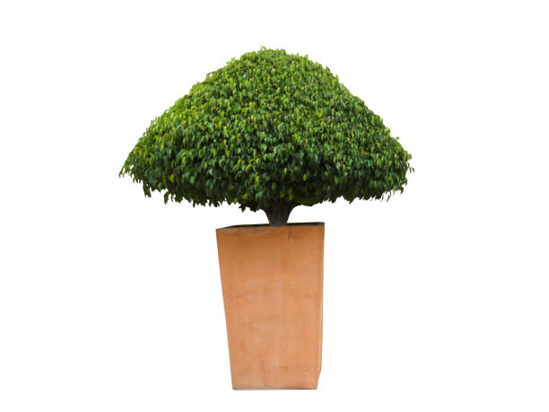 istock Triangle fucus plant in a pot 852830642