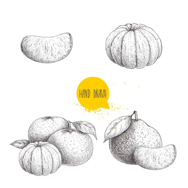 Vector illustration of Hand drawn sketch set od mandarins whole and peeled. Vintage style illustration of tangerine with leafs an slices. Eco food vector artwork isolated on white background.