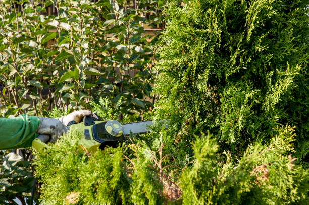 istock cutting bushes / trimming the bushes 852834880