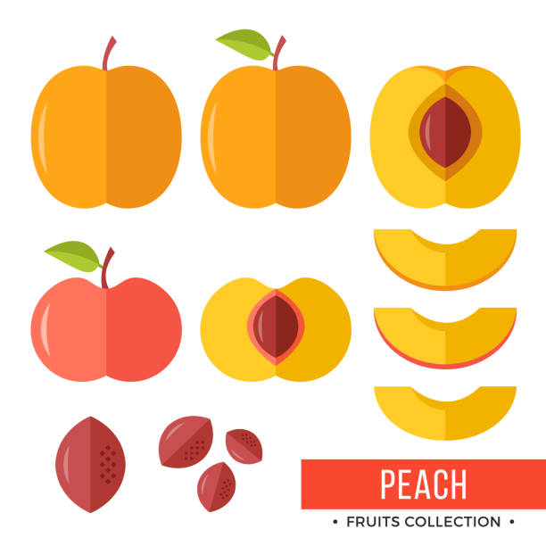 illustrations, cliparts, dessins animés et icônes de peach. fosses de pêche et pièces, tranches, entières, feuilles, core. ensemble de fruits. éléments graphiques design plat. illustration vectorielle - nectarine