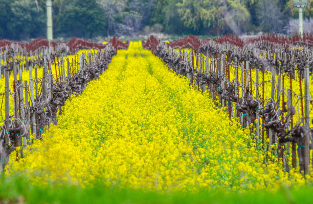 istock Mustard Flowers in Vineyard 852848176