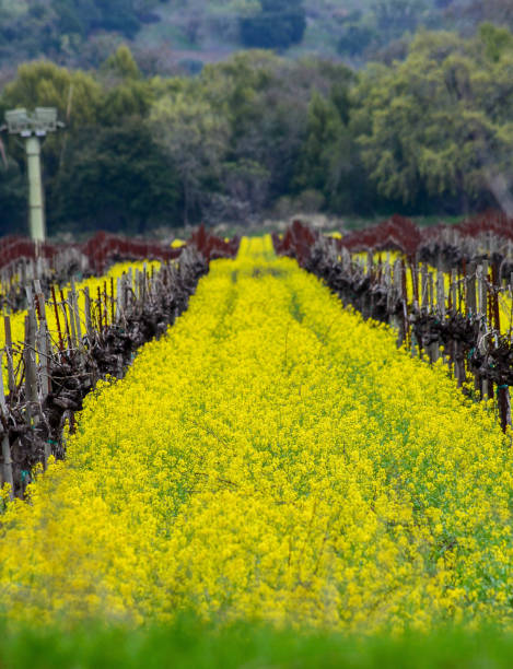 istock Mustard Flowers in Vineyard 852848186
