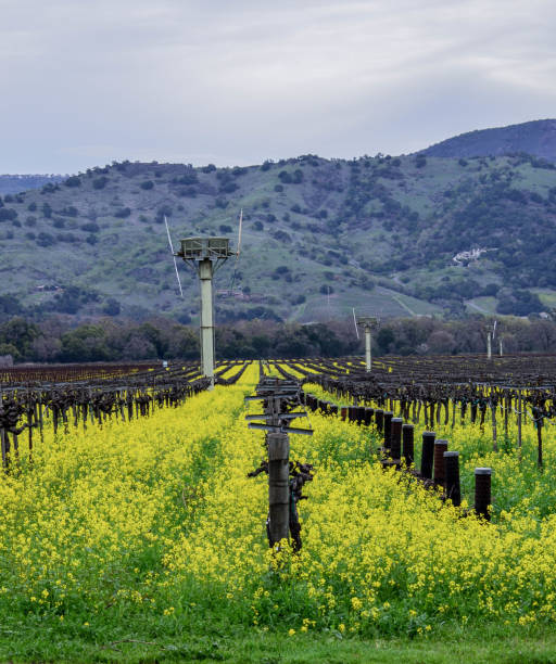 istock Mustard Flowers in Vineyard 852848196