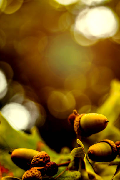 oak branch with green leaves and acorns on a sunny day. oak tree in summer. blurred leaf background with bokeh lights. closeup - oak leaf oak tree acorn season imagens e fotografias de stock