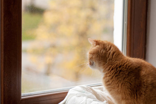 istock red cat stares outside the window 852857252