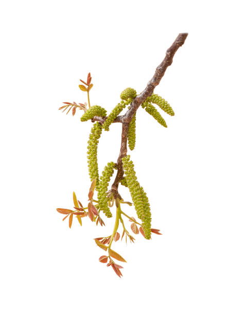 istock young leaves on the branch of a tree nut closeup isolated 852859062