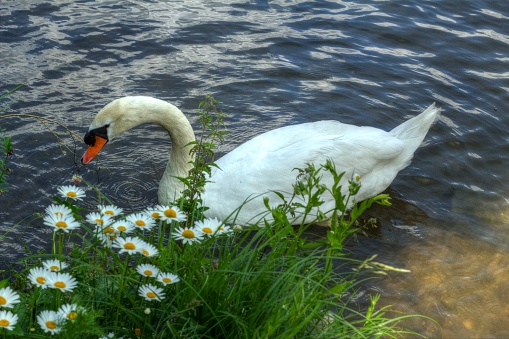 Swans in the Vltava River