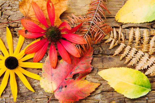 istock wild flowers autumn background 852871484