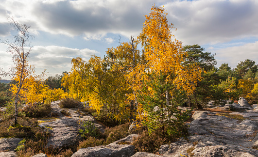 Beuatiful fall landscape in Fontainebleau forest located not far from Paris in France.
