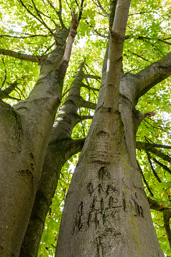 View from below of a horse chestnut tree with illegible letters and names carved in its trunk.