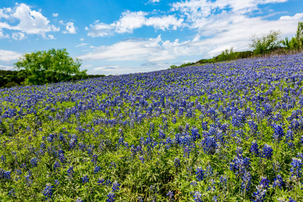 ampla vista da bluebonnet de texas famoso ângulo (lupinus texensis) wildflowers - mule - fotografias e filmes do acervo