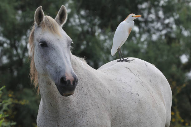 Cattle Egret on a camargue horse