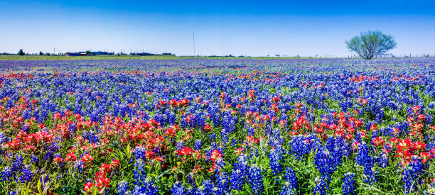 Panoramic View of the Famous Texas Bluebonnet Wildflowers. A Wide Angle High Resolution Panoramic View of a Beautiful Field Blanketed with the Famous Texas Bluebonnet (Lupinus texensis) Wildflowers. texas bluebonnet stock pictures, royalty-free photos & images
