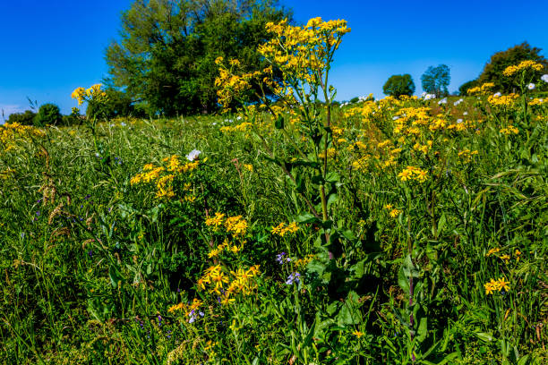 istock Yellow and White Texas WIldflowers. 852881860
